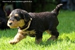 airedale60.jpg